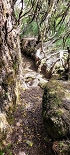 Plants: image 82 Of 208 Thumb